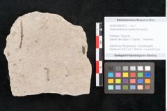 Foto (Objekt + Etikett) von Glyptostrobus europaeus Brongniart (NHMW-GEO-2024-0188-6757)